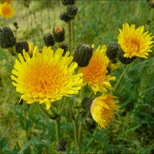 Осот польовий (Sonchus arvensis)