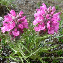 Остролодочник шерстистий (Oxytropis lanata)