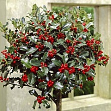 Падуб гостролистий (Ilex aquifolium)