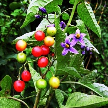 Пасльон солодко-гіркий (Solanum dulcamara)