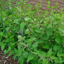 Пасльон солодко-гіркий (Solanum dulcamara)