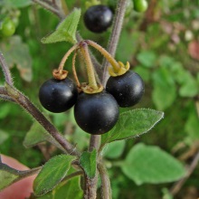 Пасльон чорний (Solanum nigrum)