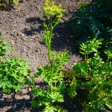 Пастернак посівний (Pastinaca sativa)