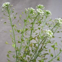 Пастуша сумка звичайна (Capsella bursa pastoris)