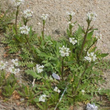 Пастуша сумка звичайна (Capsella bursa pastoris)
