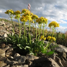 Патрінія сибірська (Patrinia sibirica)