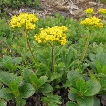 Патрінія сибірська (Patrinia sibirica)