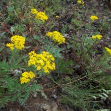 Патрінія скельна (Patrinia rupestris)