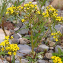 Патрінія скельна (Patrinia rupestris)