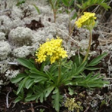 Патрінія середня (Patrinia intermedia)