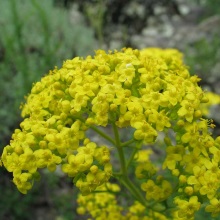 Патрінія середня (Patrinia intermedia)
