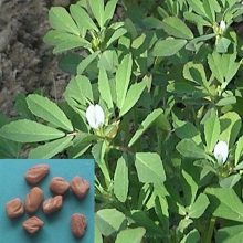 Пажитник сінний (Trigonellanfoenum-graecum)