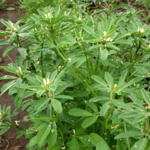 Пажитник сінний (Trigonellanfoenum-graecum)