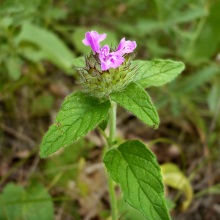 Пахучка звичайна (Clinopodium vulgare)