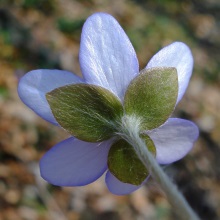 Печіночниця благородна (Hepatica nobilis)
