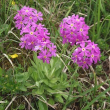 Першоцвіт борошнистий (Primula farinosa)