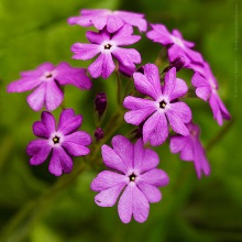 Першоцвіт борошнистий (Primula farinosa)