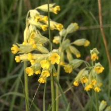 Першоцвіт весняний (Primula veris)