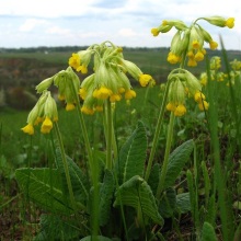 Першоцвіт весняний (Primula veris)