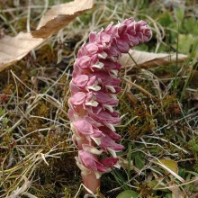 Петров хрест лускатий або звичайний (Lathraea squamaria)
