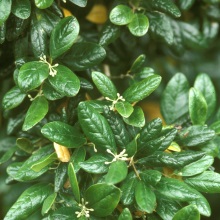 Пеумус Больдо (Peumus boldus)