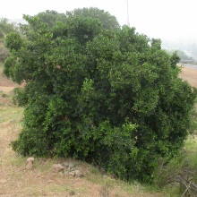 Пеумус Больдо (Peumus boldus)