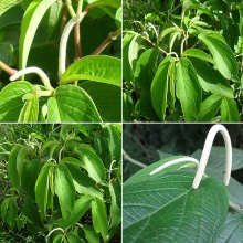 Пилокарпус перистолистний (Pilocarpus gaborandi)
