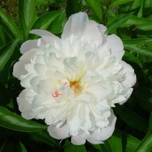 Півонія білоквіткова (Paeonia lactiflora)