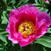 Півонія лікарська (Paeonia officinalis)