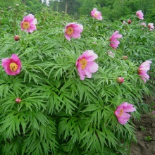 Півонія, що ухиляється (Paeonia anomala)
