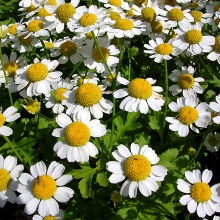 Піретрум дівочий (Pyrethrum parthenium)
