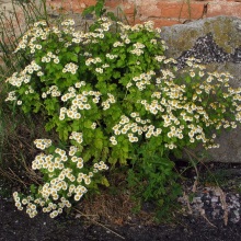 Піретрум дівочий (Pyrethrum parthenium)