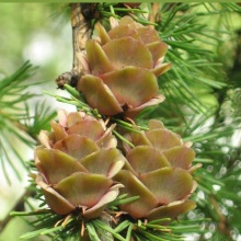 Ялиця сибірська (Abies sibirica)