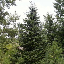 Ялиця сибірська (Abies sibirica)