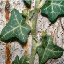 Плющ звичайний (Hedera helix)