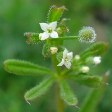 Підмаренник чіпкий (Galium aparine)