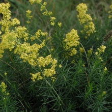 Підмаренник справжній (Galium verum)
