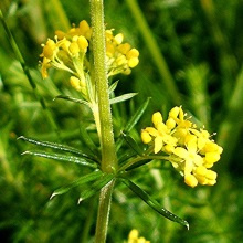 Підмаренник справжній (Galium verum)
