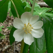 Подофіл щитовидний (Podophyllum peltatum)