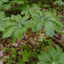 Подофіл щитовидний (Podophyllum peltatum)