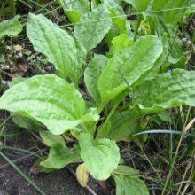 Подорожник великий (Plantago major)