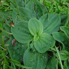 Подорожник середній (Plantago media)