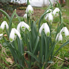 Пролісок білий (Galanthus nivalis)