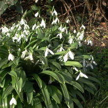 Пролісок Воронова (Galanthus woronowii)