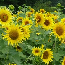 Соняшник однорічний (Helianthus annuus)