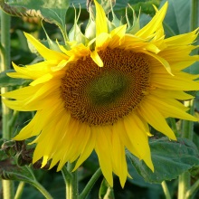 Соняшник однорічний (Helianthus annuus)
