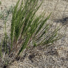 Полин цитварний (Artemisia cina)