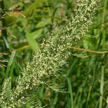 Полин цитварний (Artemisia cina)