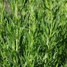 Полин-естрагон (Artemisia dracunculus)