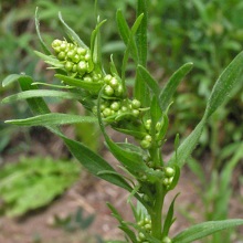 Полин-естрагон (Artemisia dracunculus)